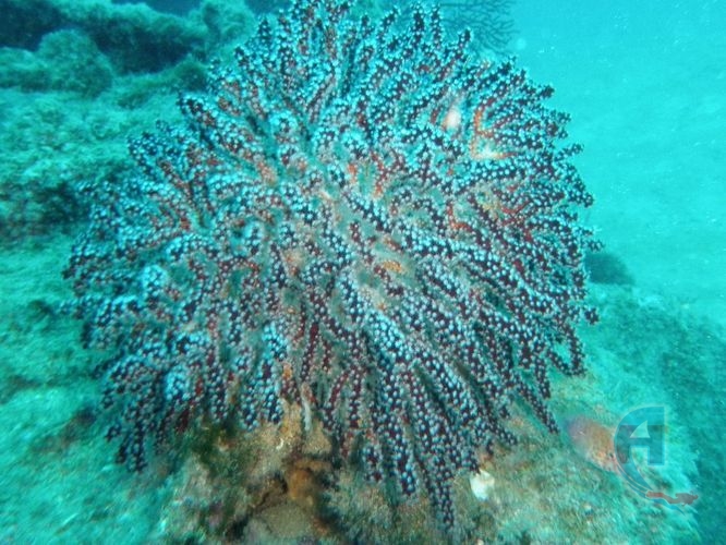 coral blando polipos largos